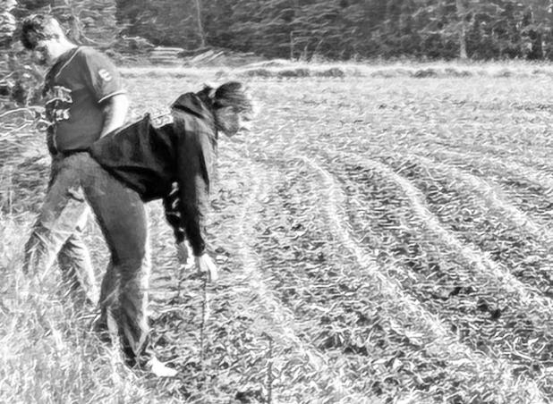 SETTING REBAR: Last years Intro to Ag students Tate Gibb and Naomi Peters are pictured placing rebar stakes along the plot of land that would become the corn maze.