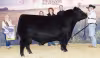 Sankeys Trailblazer 415 won senior champion bull at the 2026 Northern International Livestock Exposition (NILE) Roll of Victory (ROV) Angus Show, October 16 in Billings, Mont. Chris (pictured right) and Sharon Sankey, Council Grove, and Sydney Rylaarsdam-Schoo, Grangeville, Idaho, own the winning bull. (Photos by Next Level Images)