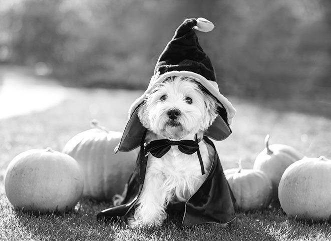 Understanding common Halloween dangers can help keep pets safe on this fun-filled holiday.