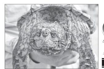 RELEASE ALLIGATOR SNAPPING TURTLES