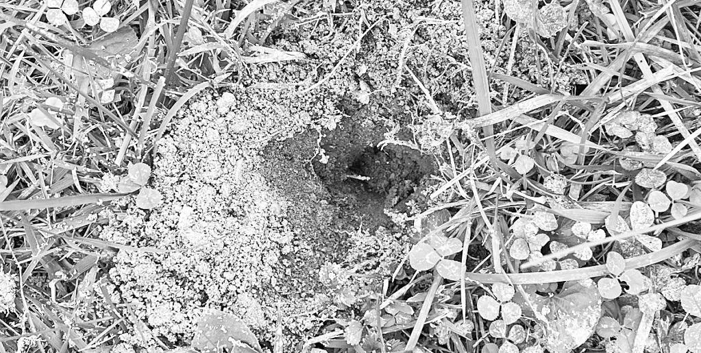 What To Know About Armadillos in Kansas