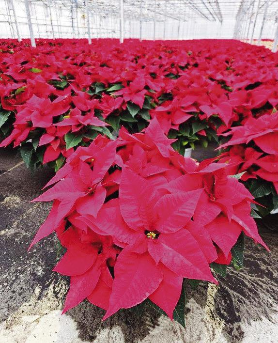 Neosho Gardens has grown over 30,000 poinsettias this season.