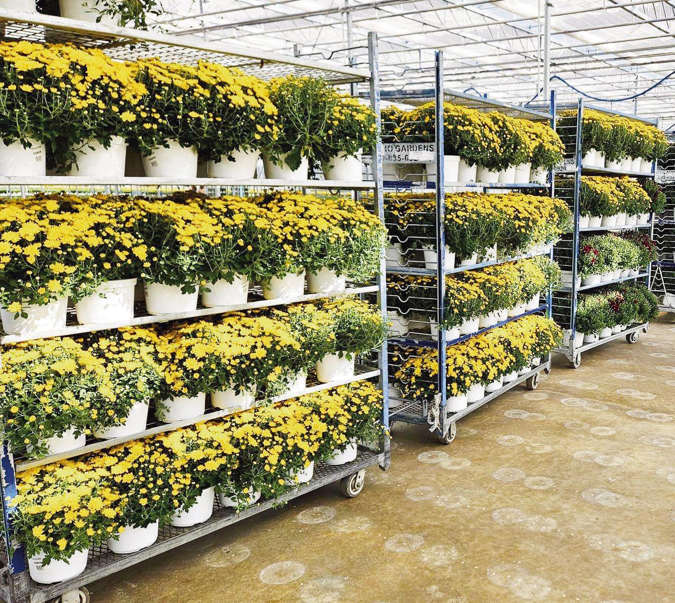 MUM SEASON