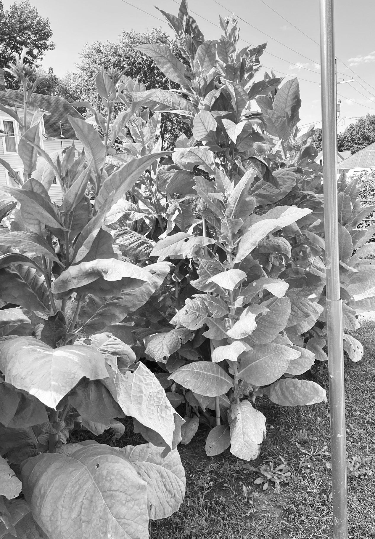 TOBACCO is not a plant we are used to seeing in our area. Council Grove resident and avid gardener Mark Berner saw that tobacco could be grown when temperatures are above 50 degrees so he thought he would try it. He started the plants inside and then tran