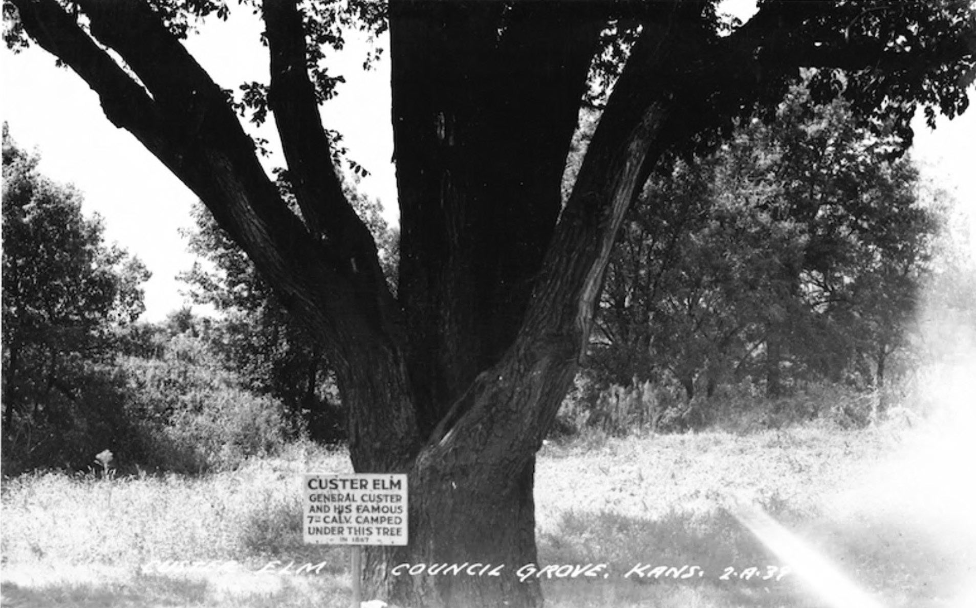Custer Elm Stump Makes News In Georgia