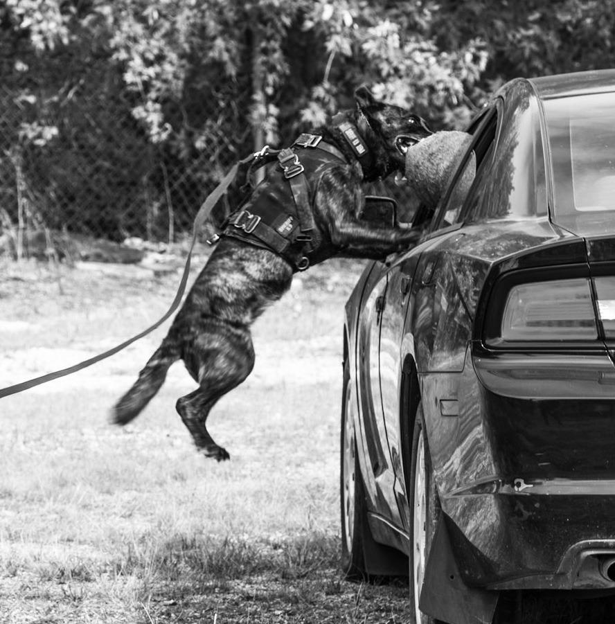 Above: a K-9 in training