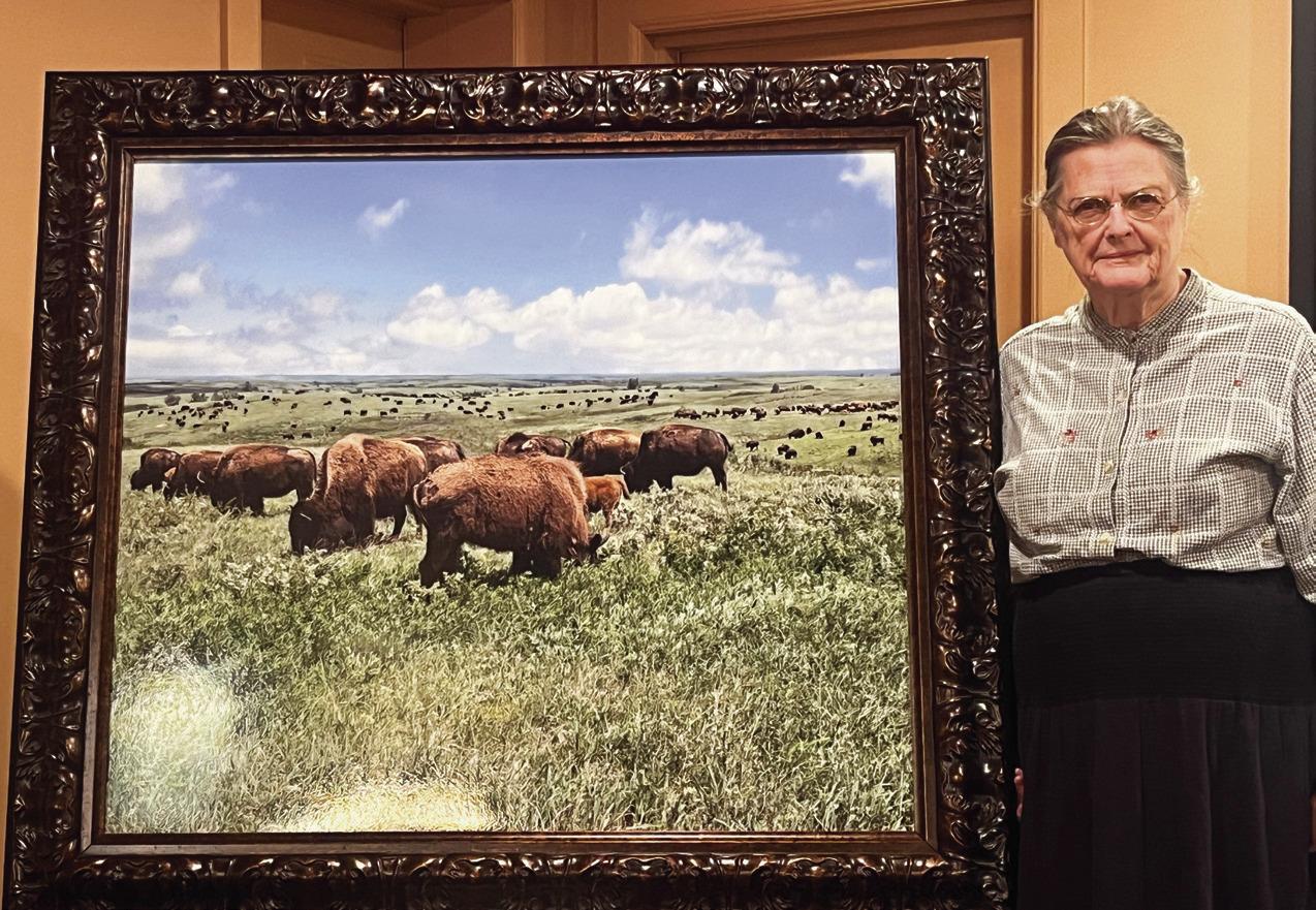 BISON IN THE FLINT HILLS