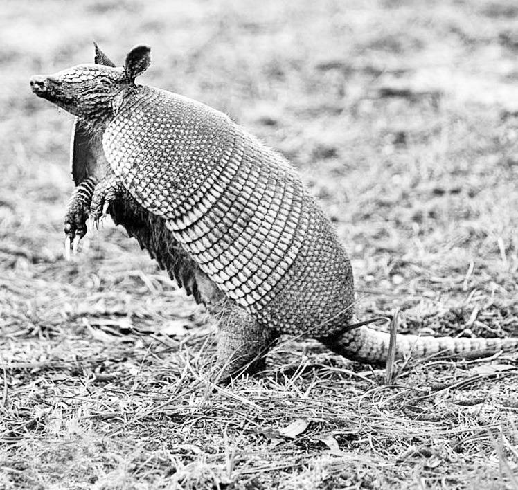 What To Know About Armadillos in Kansas
