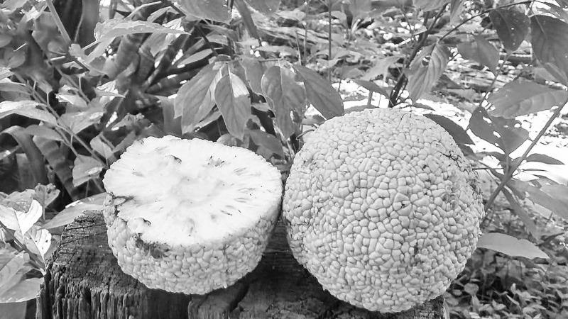 Wilsey Resident Turns Hedge Apples Into A Medicinal Business
