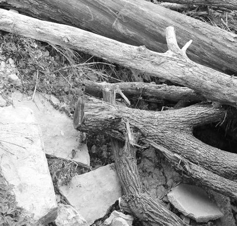 IRRESPONSIBLE LOGGING PROCEDURES . . . have caused headaches for the road and bridge workers in the Morris County Public Works Department. Note: the saw-cut walnut limb that was left behind, only to become part of the problem downstream after our recent r