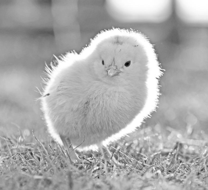 Fresh from the Hen House