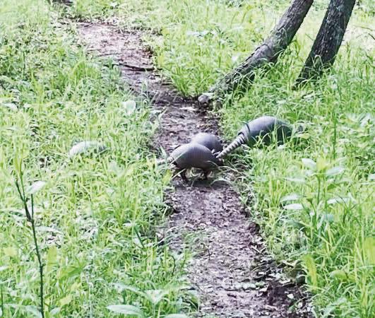 Suzanne Hokett, of Council Grove, spotted this family of armadillos south of Council Grove. She had never seen them up close or as a family like this. Armadillos live in wooded and vegetated areas, sometimes near buildings. They eat insects, fruit, small 