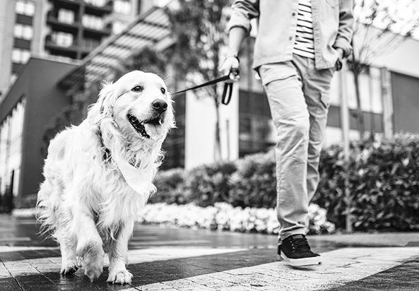What to know about walking certain dog breeds