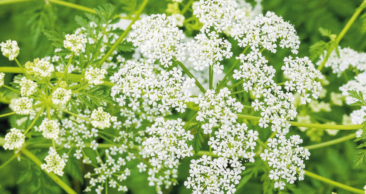 Poison Hemlock
