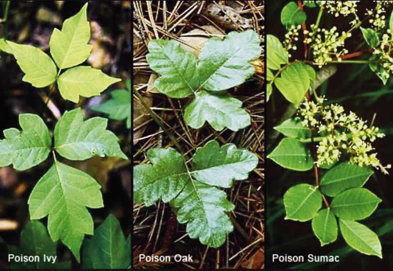 The above photos may help you or your loved ones better identify common poisonous plants found in the Flint Hills.