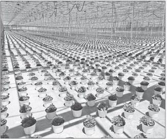 TENS OF THOUSANDS OF PLANTS -- In June 2024, the above photo was taken of mum plants as they were being grown for the fall season.