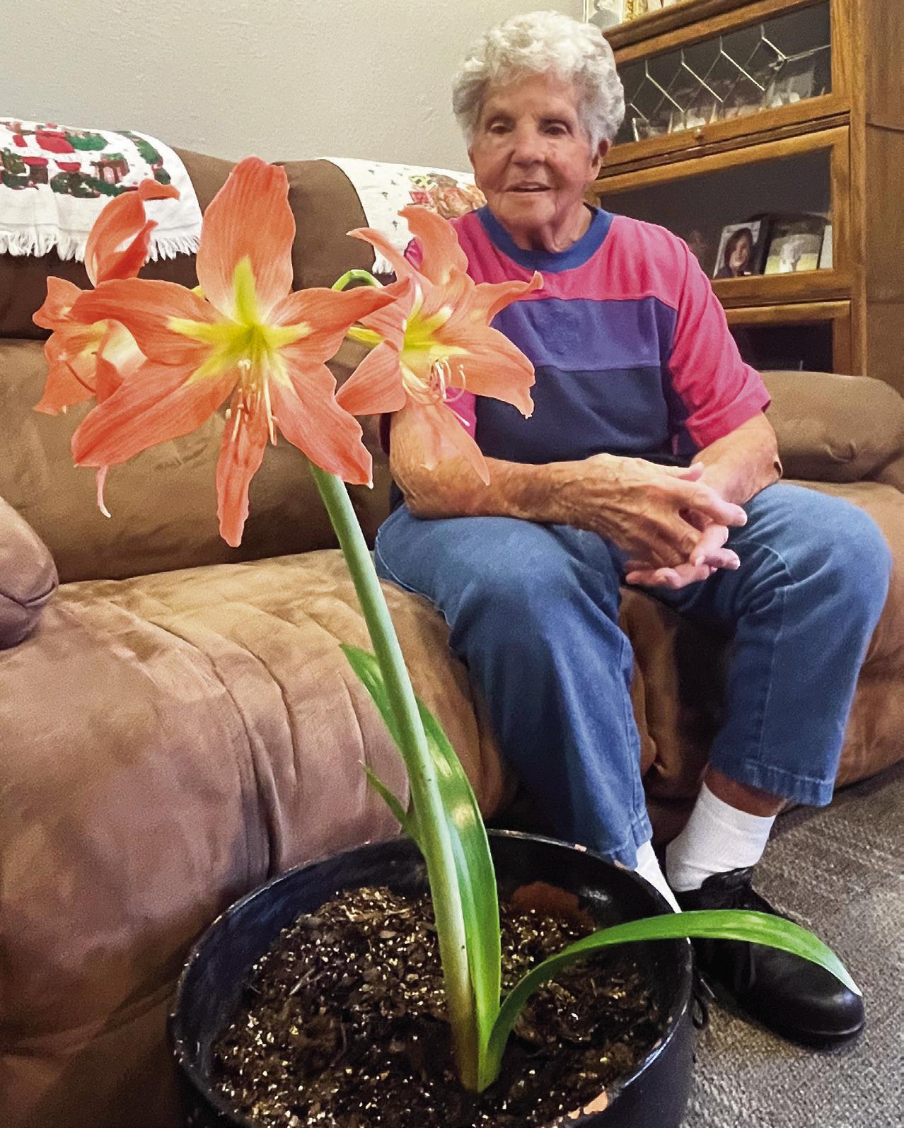 100+ YEAR OLD AMARYLLIS PLANT -- Ruth Bacon sits next to an amaryllis plant that has been in her family and in the same pot for over 100 years. It was given to Bacon by her mother as a wedding gift 69 years ago. Bacon explains that the color is simple, no