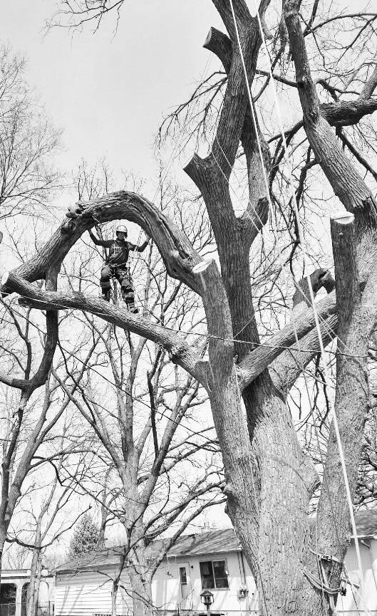 Jesse Masters is pictured in the middle of an American Elm that was being cut down. It was the first tree he cut down and one he practiced climbing in for hours before the cutting process began.