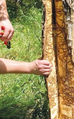 Emerald Ash Borer Expected to Reach Morris County