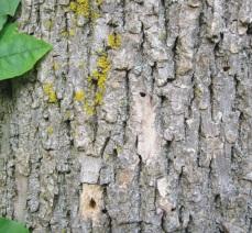 Emerald Ash Borer Expected to Reach Morris County