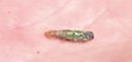 Emerald Ash Borer Expected to Reach Morris County
