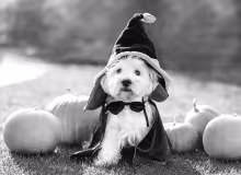 Understanding common Halloween dangers can help keep pets safe on this fun-filled holiday.