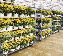 MUM SEASON