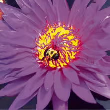 Doug Wendel, of Council Grove, captured this stunning photo of a water lily while he was at a botanical garden in Overland Park. Wendel said, “I was just enjoying a relaxing afternoon taking pictures of different pollinators when this bee caught my eye.