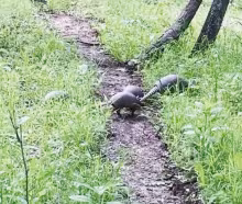 Suzanne Hokett, of Council Grove, spotted this family of armadillos south of Council Grove. She had never seen them up close or as a family like this. Armadillos live in wooded and vegetated areas, sometimes near buildings. They eat insects, fruit, small 