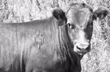 Suzanne Hokett shared a closeup photo she took of a brand that is registered to Kevin and Cindy Gant of Wilsey. Cindy Gant said the brand, known as Paddy Creek Brand, was used by Kevin’s father and has been around for at least 75 years.