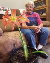100+ YEAR OLD AMARYLLIS PLANT -- Ruth Bacon sits next to an amaryllis plant that has been in her family and in the same pot for over 100 years. It was given to Bacon by her mother as a wedding gift 69 years ago. Bacon explains that the color is simple, no