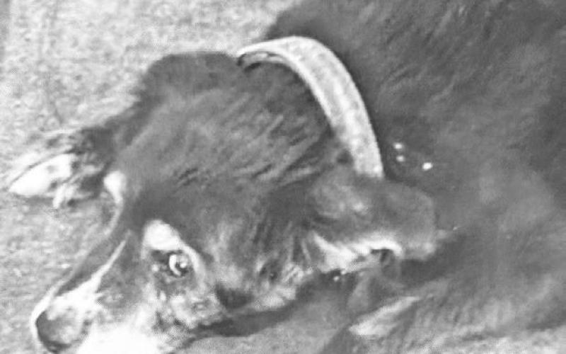Apache Border Collie