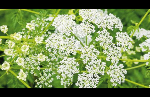 Poison Hemlock