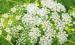 Poison Hemlock