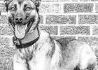K-9 Kimber