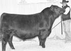 SENIOR BULL CALF CHAMPION -- Chris Sankey is shown with Frontline 150, his ranch’s senior bull calf champion. (Photo by Next Level Images) Sankey’s 6N Ranch Angus Score Big