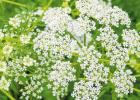Poison Hemlock