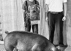 Grand Champion Breeding Gilt • Logan Bunn Grand Champion Breeding Gilt • Logan Bunn
