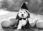 Understanding common Halloween dangers can help keep pets safe on this fun-filled holiday.