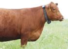 Chase County virtual fences producing real ranching results