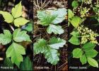 The above photos may help you or your loved ones better identify common poisonous plants found in the Flint Hills.