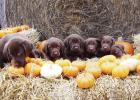 Richard and Darlene Kasten raise lab puppies. This photo was taken by Darlene in front of hay bales at the Kasten home in White City. Darlene says the puppies did not cooperate for the photo and that she had to take 80-100 shots to obtain a few good ones. Through Your Eyes