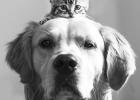 Six Signs Your Pet Has Dental Issues