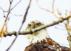 “You Know I Can See You,” is how photographer KJ Grimmett of South 500 Photograph describes this photo. KJ said, “I was at Kansa View at the reservoir and hanging out with a very soggy eagle. It was situated in a position I couldn’t get a good sho Article Image Alt Text