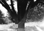 Custer Elm Stump Makes News In Georgia