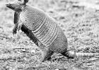 What To Know About Armadillos in Kansas