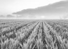 National Agriculture Day -- The Basics Of Regenerative Agriculture