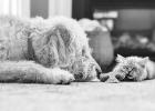 Prevent pets from fighting like cats and dogs