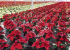 SEA OF POINSETTIAS -- Shipping season has begun at Neosho Gardens and runs until the middle of December. 35,000 poinsettias were grown this year. The most popular varieties they grow are jingle bells, prestige, fab-yule-ous, and marble. (Photo credit: Ell SEA OF POINSETTIAS