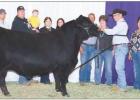 RESERVE GRAND CHAMPION BULL